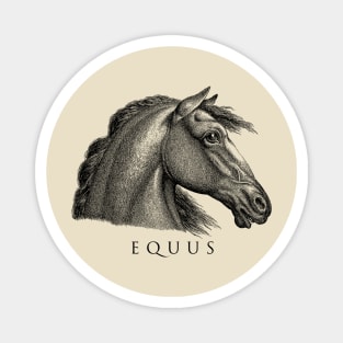 EQUUS Magnet